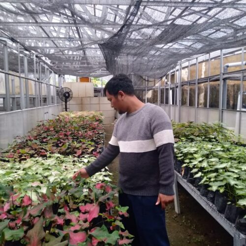agribisnis umsida