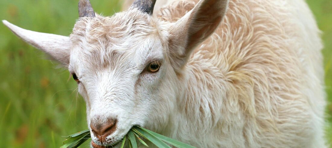 sumber pexels kefir