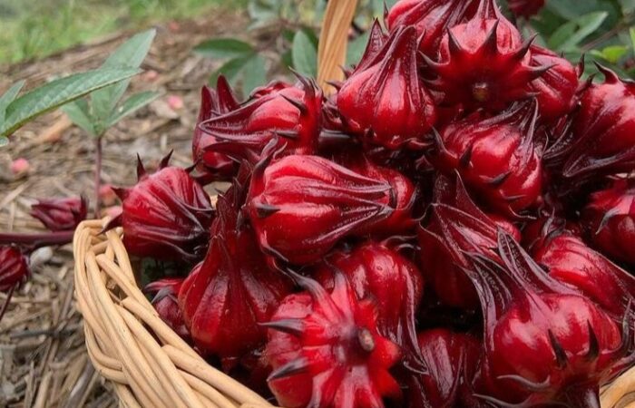 sumber pinterest rosella