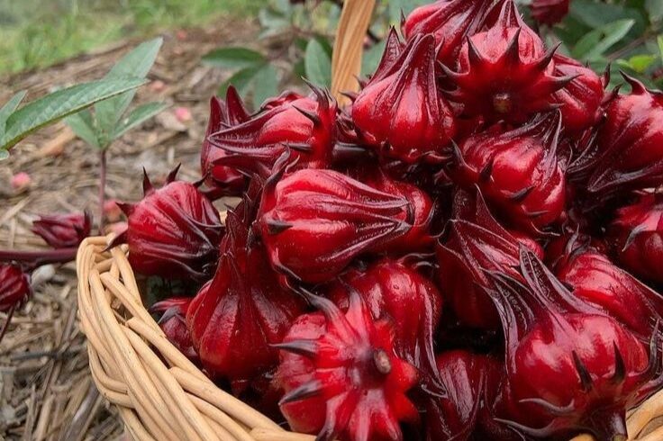 sumber pinterest rosella
